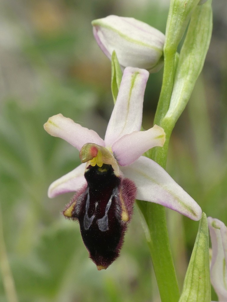 Ophrys promontorii e forme variabili  Lazio e Abruzzo aprile e maggio 2018